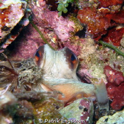 octopus in the den by Patrik Engstrom 